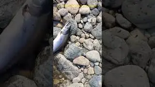 Не сориентировался   компас забыл