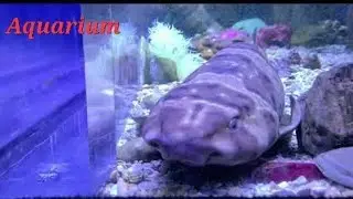 MYRTLE BEACH, (SOUTH CAROLINA) RIPLE'YS AQUARIUM (4k)