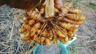 turmeric tuber