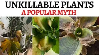 Unkillable Plants -  Indoor plant myth you should know
