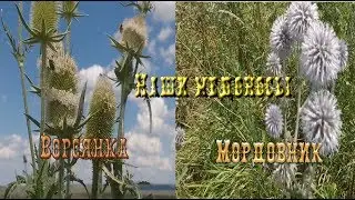 Наши медоносы Ворсянка Мордовник