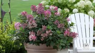 Little Quick Fire® Hydrangea | Early-Blooming Dwarf Panicle Hydrangea