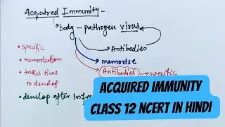 Acquired Immunity Class 12 NCERT in hindi #class12biologyncert #neet2025biology