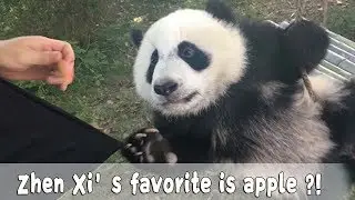 Which is Zhen Xi’s favorite, nanny, swing or apple? | iPanda