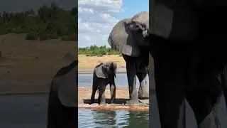 Somalisa Camp in Hwange #Zimbabwe