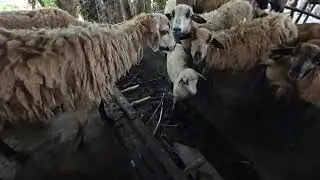 Paano kumita ng extra I Magkano ang tamang halaga ng alagaing tupa+paano magsimula sa pag aalaga