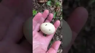 Яичко динозаврика?