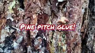 A Pine Pitch Hike in the Bitterroot Valley, Montana