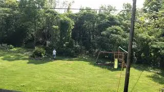Tree removal part 2
