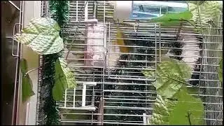 Kanarya ötüşü.serinus mozambicus.mozambik kanaryası