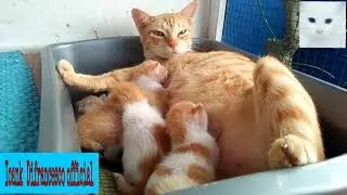 Welcome To The World Cute Cats