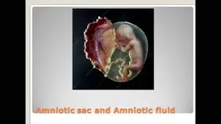 Amniotic fluid...