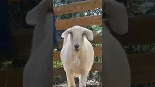 Goat 🐐#nature #goat #animals