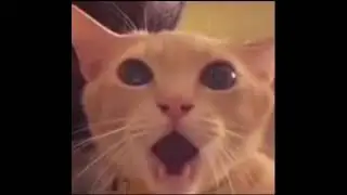 shocked cat meme