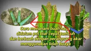 Cara menanam buah naga didalam pot biar cepat tumbuh dan berbuah