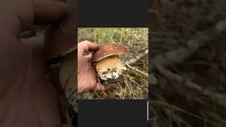 ГОВОРЯЩАЯ РУКА ЗАКАШИВАЕТ БОРОВИКИ ДУБОВЫЕ