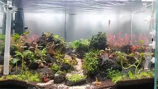 My aquascape 10 July 2023