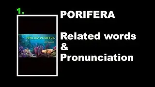 Phylum Porifera related terms & Pronunciation