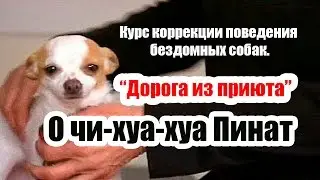 Чи-хуа-хуа Пинат. 