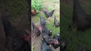 цыплята,утята,гусята