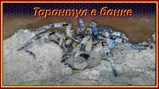 Тарантул южнорусский, он же Мизгирь живет в банке