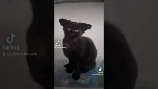 Gremlin cat