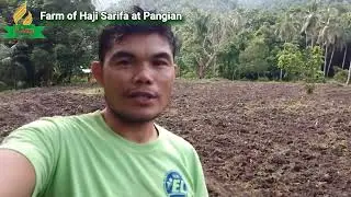 Sarifa Farm: Day 16 New sprouted corns
