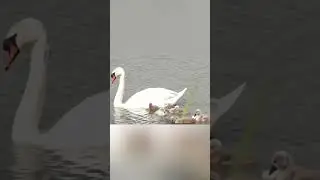 A family of swans glides gracefully across the serene lake