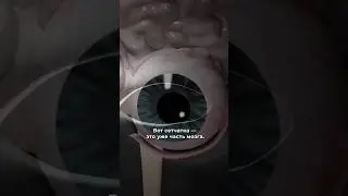 Удивительные факты о зрении. Кирилл Першин. Полное видео на канале - Александр Соколовский