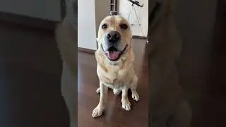 Интересно, почему болит лапка?🤨