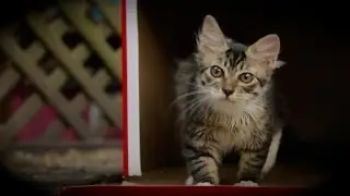 Kittens & Boxes Are The Best Things Ever