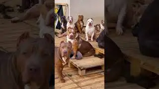 pitbull vs tiger, doberman, English mastiff, Akita 