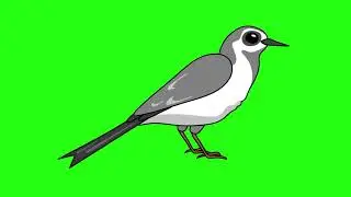 Green Screen  Dove Bird Animations  No Copyrights
