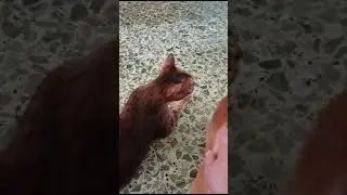 The cat was angry because he didn't get any pets