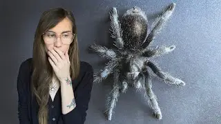 how I turned my FEAR OF SPIDERS into PASSION (overcoming arachnophobia)