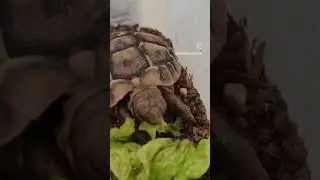 Watch the tortoise devour the lettuce leaf in rapid time! 