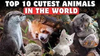 Top 10 Cutest Animals That Will Melt Your Heart 🥰🐾