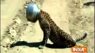 Raw Footage  Leopard's head stuck in a pot while trying to drink water