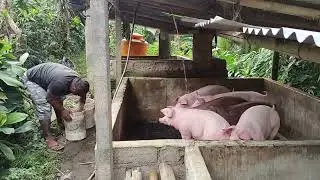 [WELCOME BACK] Rutinitas Hari ini Memberi makan Babi Super