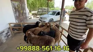 ЕШКИ/ЫЛАК/КОЗЫЛАР САТЫЛАДЫ/БЕКЕТ ШАРУАШЫЛЫГЫ/ШЫМБАЙ МАЛ БАЗАРЫ/6-ИЮЛ/2025