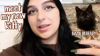 meet my new kitten & name reveal