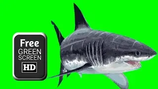 Shark green screen video | green screen shark swimming | green screen shark effects
