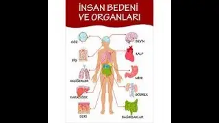 İNSAN BEDENİ NASIL ÇALIŞIR?