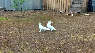 Голуби НазаркоА.А.