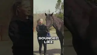 Rescue Horses Getting MUCH NEEDED Chiropractic CRACKS!