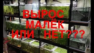 Вырос малёк или нет???)))