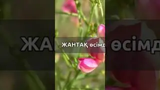 ЖАНТАҚ Өсімдігінің емдік қасиеттері  #народнаямедицина #жантақ