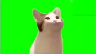 Pop Cat Green Screen !!! No Copyright !!!