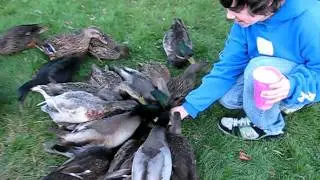 Duck Feeding Wild - Nova Scotia - Yarmouth