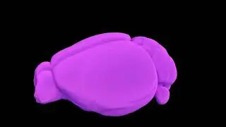 Mouse Brain